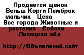 Продается щенок Вельш Корги Пемброк мальчик › Цена ­ 65 000 - Все города Животные и растения » Собаки   . Липецкая обл.